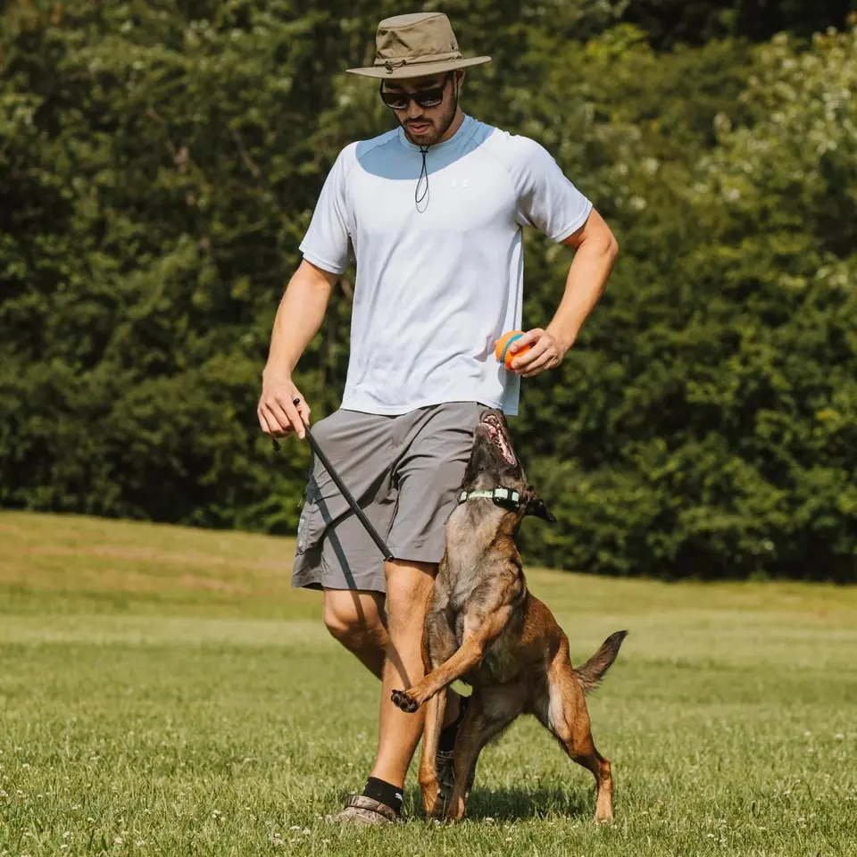 Trainer heeling a Belgian Malinois across a field.