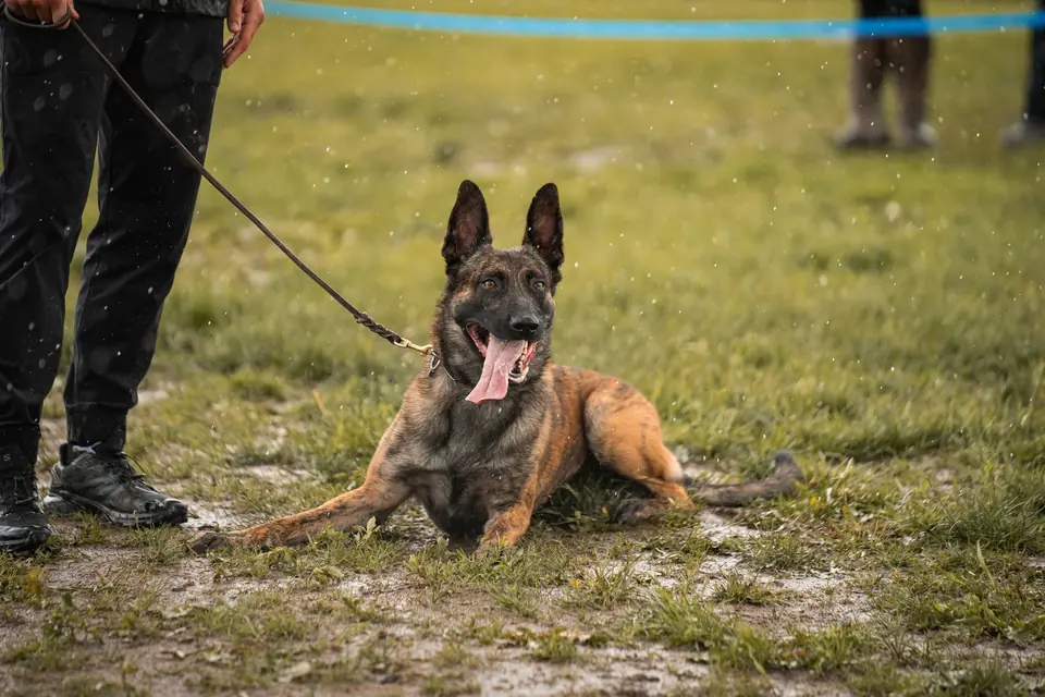 German Shepherd holding a down on a long line beside its handler.