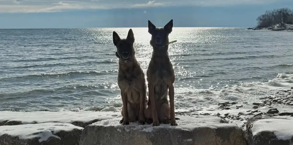 Two dogs sitting calmly on the rocks at the Lake Ontario shoreline.