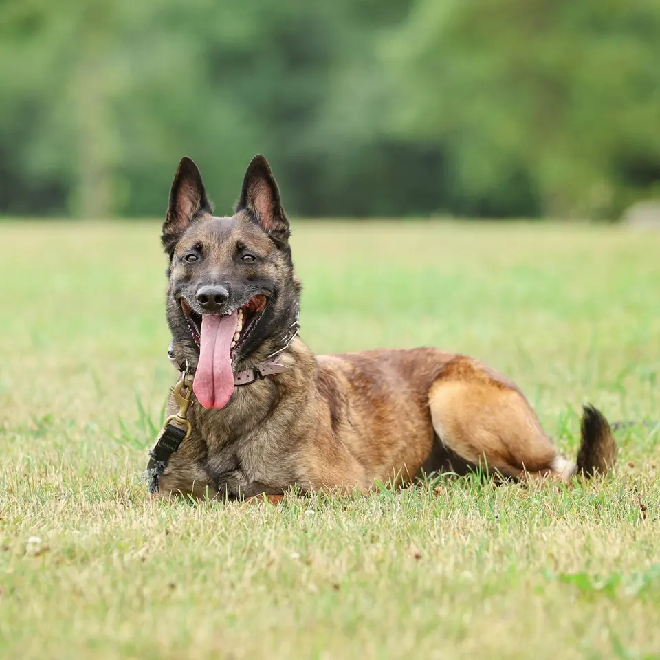 Belgian Malinois lying relaxed in the grass during a structured training session.