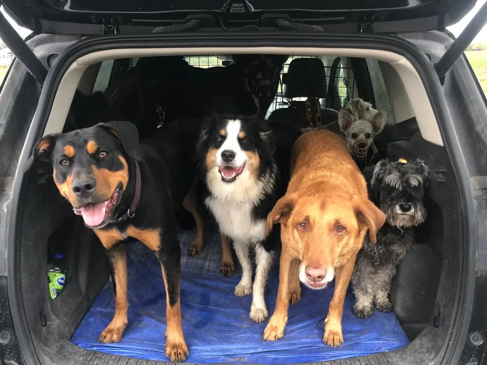 Five dogs waiting calmly together in the back of a vehicle.