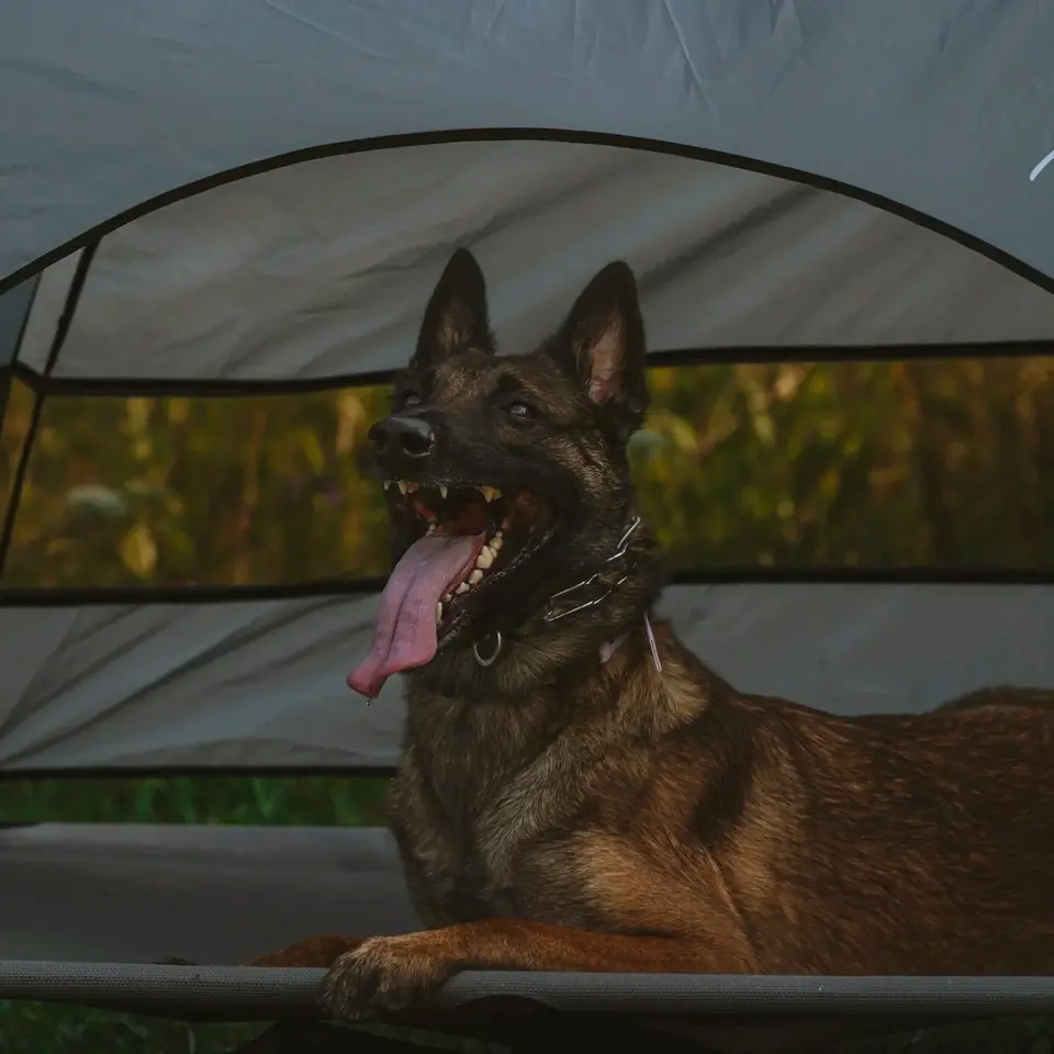 Belgian Malinois settled on a raised cot during place training.