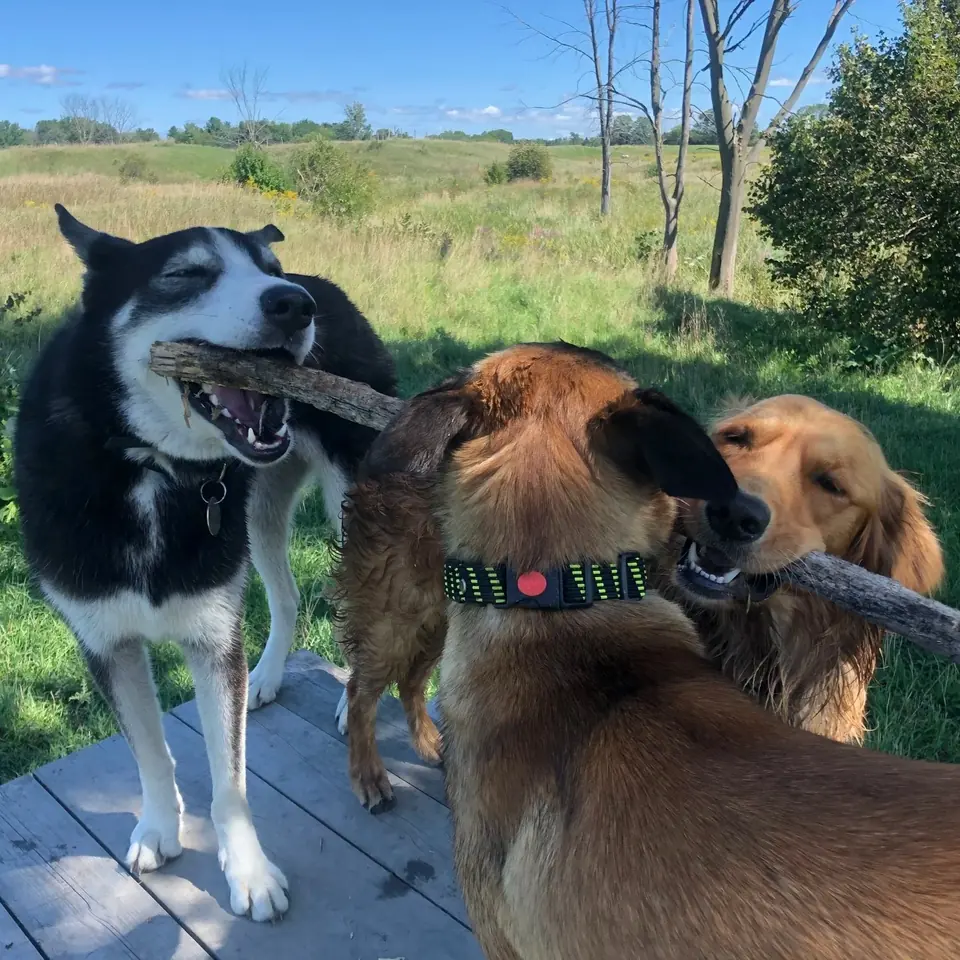 Young dogs sharing a stick during structured play outdoors.