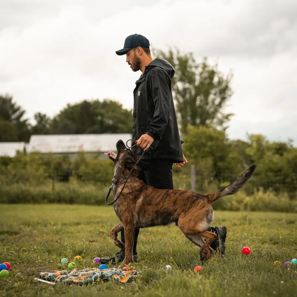 Trainer working a brindle Belgian Malinois on a grass field.