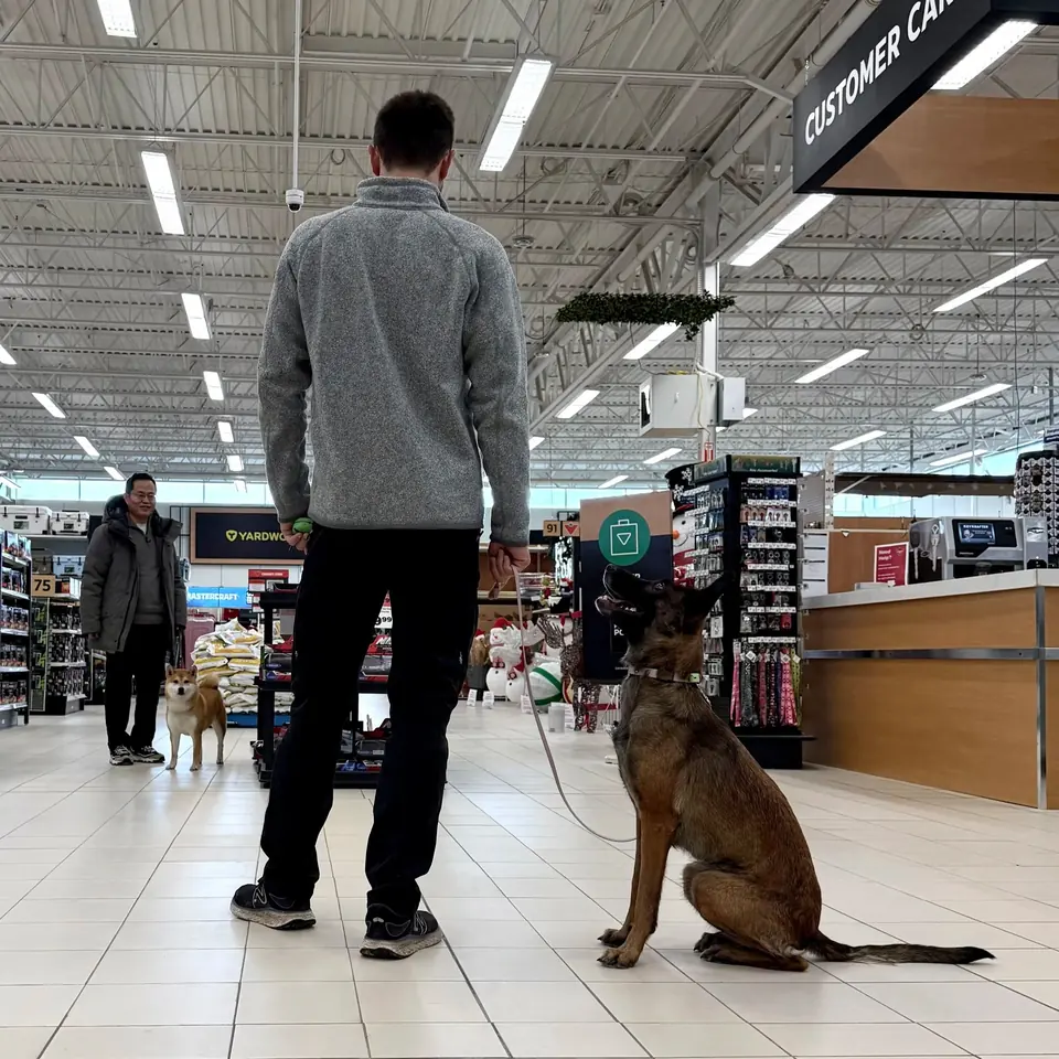 Belgian Malinois sitting beside its handler inside a busy store.