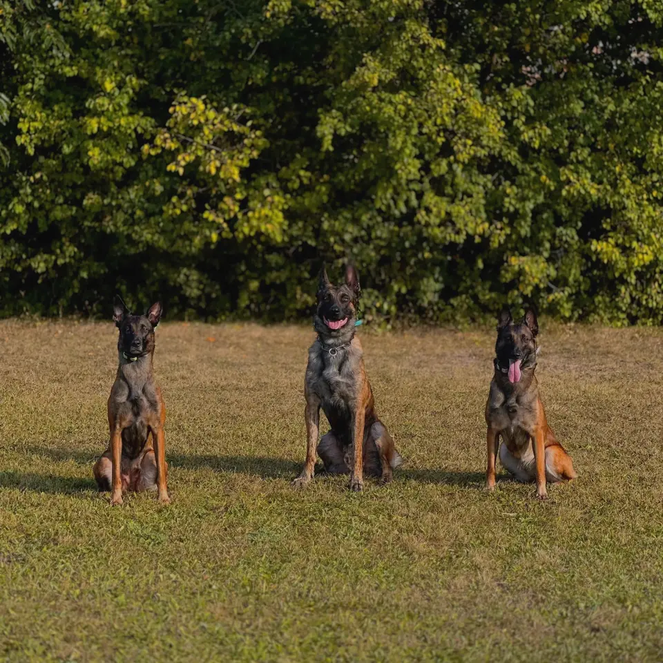 Three Belgian Malinois holding a sit-stay side by side in a field.